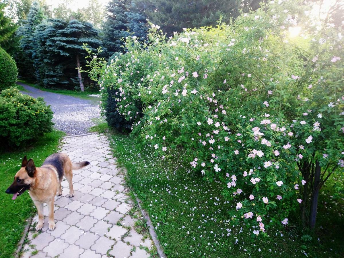 Maja Pokoje Goscinne Lądek-Zdrój Exterior foto